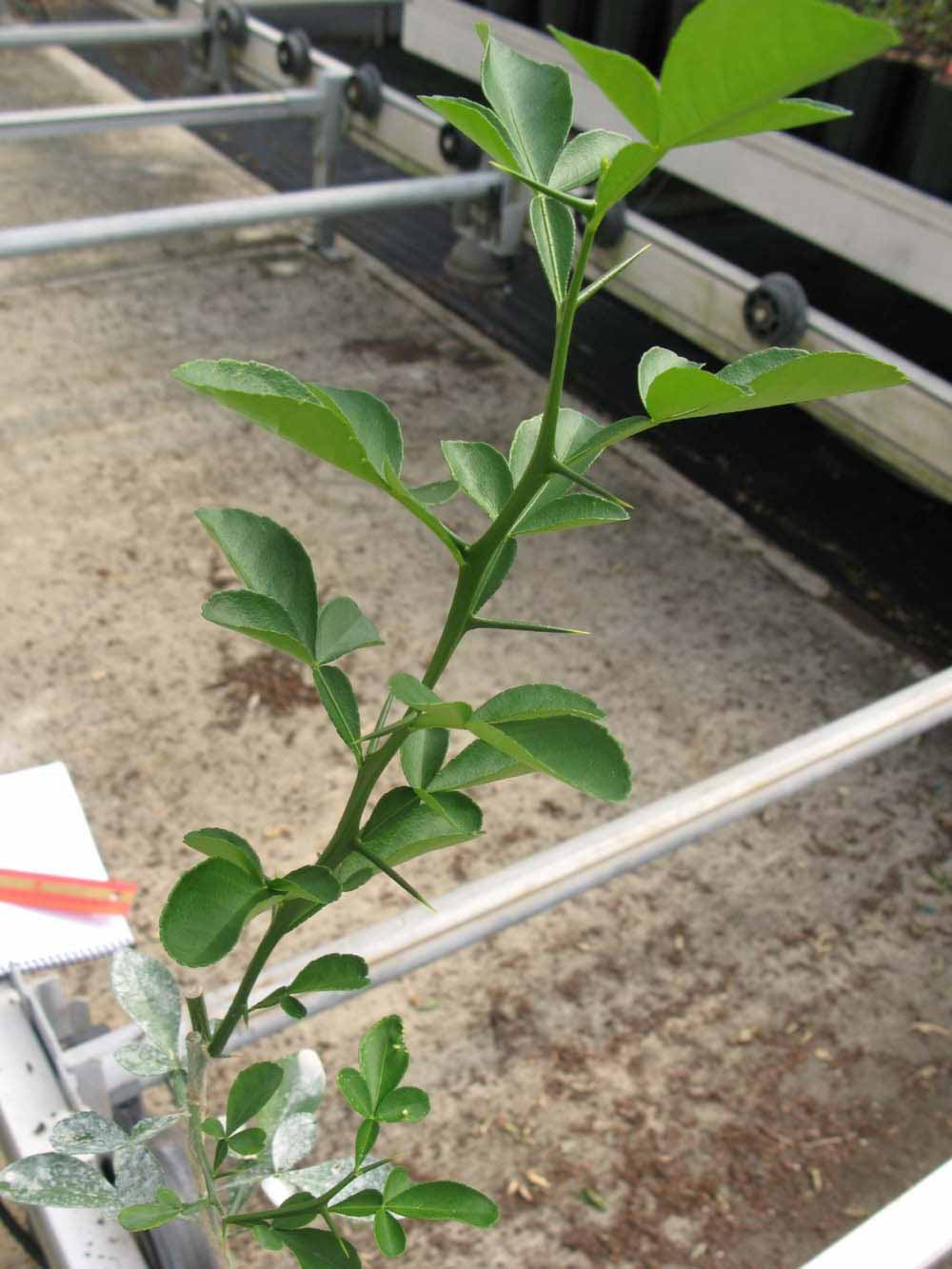            Leaves (Phillip Rucks Citrus Nursery, Frostproof, FL)   